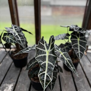 Full & Gorgeous Alocasia Polly image 2