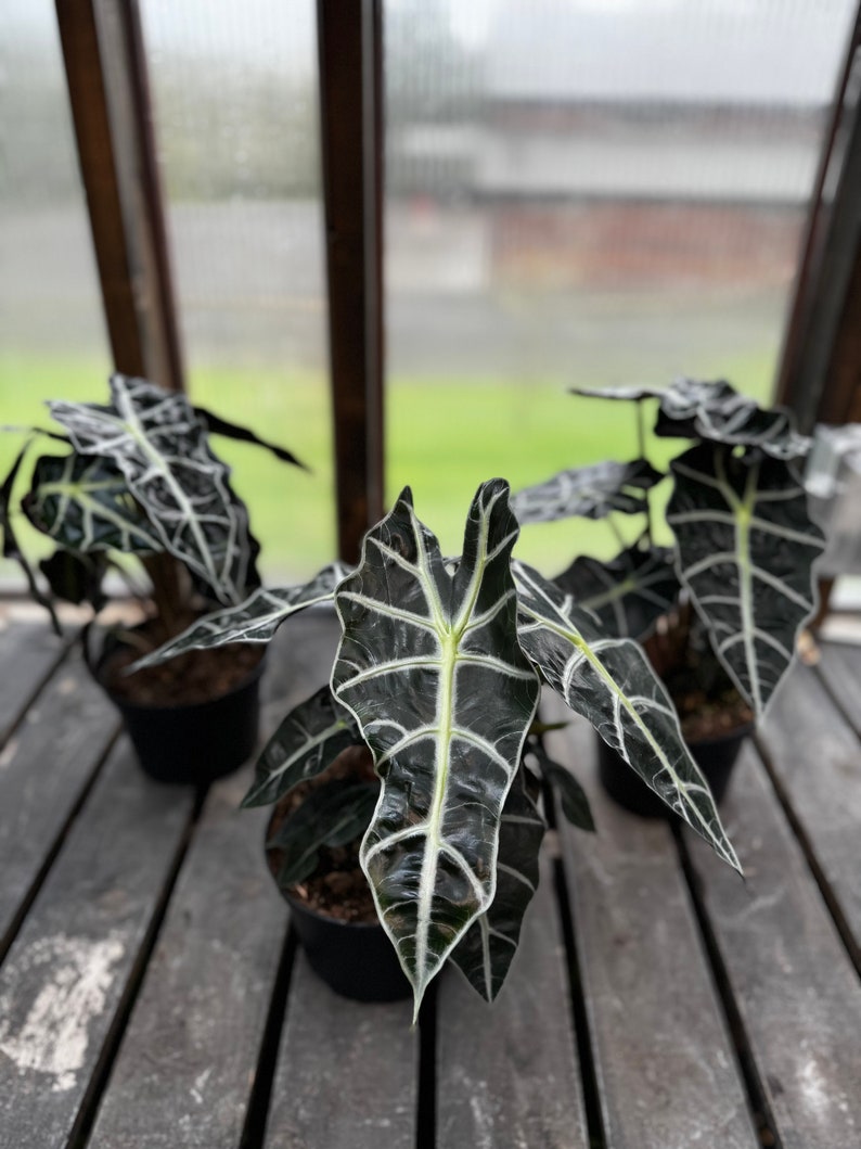 Full & Gorgeous Alocasia Polly image 2