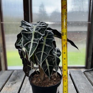 Full & Gorgeous Alocasia Polly image 3