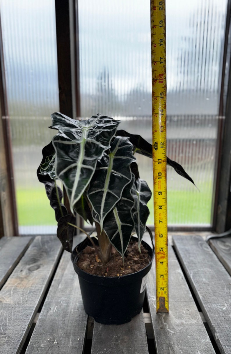 Full & Gorgeous Alocasia Polly image 3