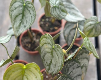 Silver Leaf Philodendron  'Brandi' 2 inch pot
