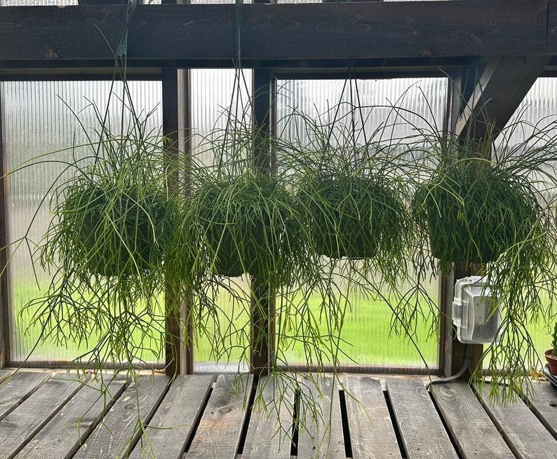 Rhipsalis Baccifera Mistletoe Cactus image 5