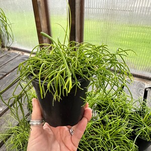 Rhipsalis Baccifera Mistletoe Cactus image 3