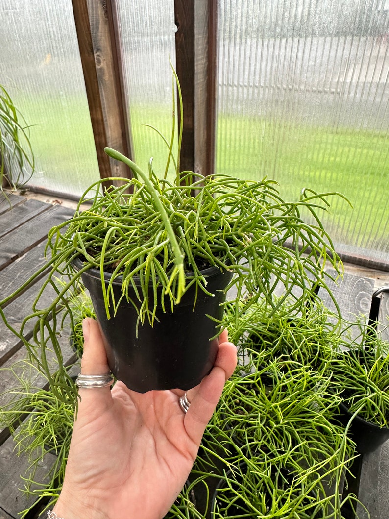 Rhipsalis Baccifera Mistletoe Cactus image 3