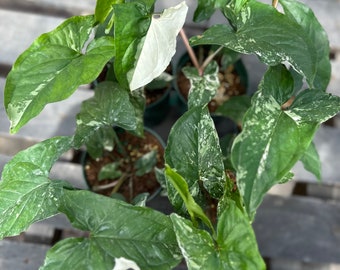 Sygonium ‘Albo-Variegata’ 4 inch