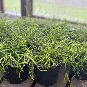 Rhipsalis Baccifera Mistletoe Cactus image 2