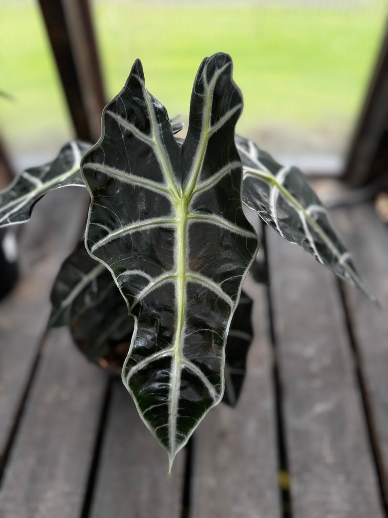 Full & Gorgeous Alocasia Polly image 1