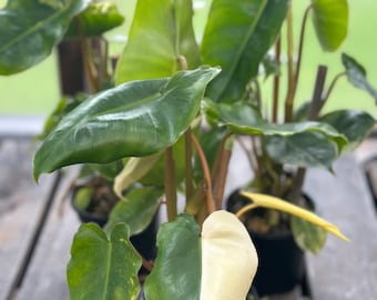 Philodendron 'Burle Marx' Variegata 4 inch pot
