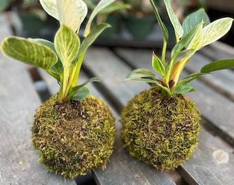 Philodendron 'Birkin' in a Kokedama moss ball