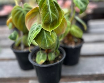 Philodendron 'El Choco Red’ 4 inch pot