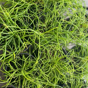 Rhipsalis Baccifera Mistletoe Cactus image 1