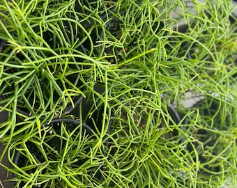 Rhipsalis Baccifera Mistletoe Cactus