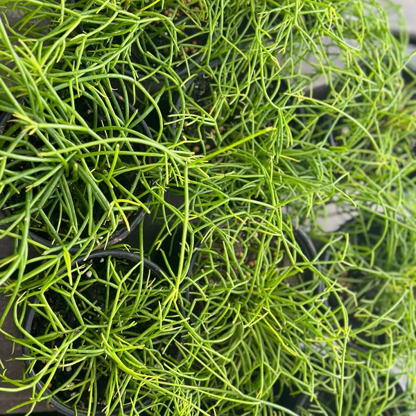 Rhipsalis Baccifera Mistletoe Cactus