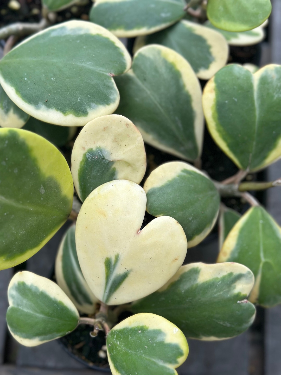 hoya-kerri-variegata-4-inch-etsy