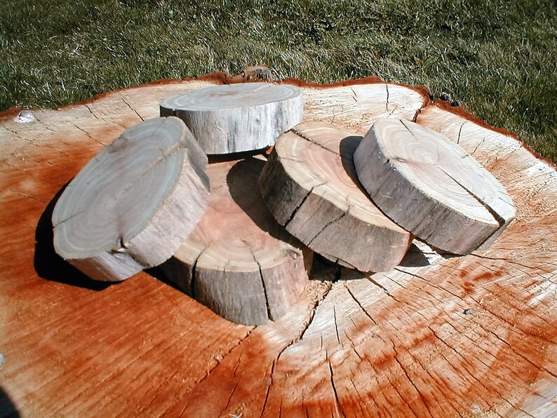 5 Elm Wood Slices 3 12 to 3 34 Wide 1 Thick no Bark Wood SlicesLogs SliceWedding DecorMan Cave CoastersHoliday SeasonCraft Supply