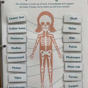 The Skeletal System Worksheets - DIGITAL PDF DOWNLOAD - Early Learning Education