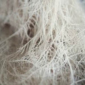 May include: Close-up of a white, fibrous material resembling a tangled mass of thin threads or strands.