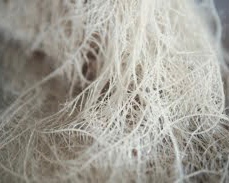 May include: Close-up of a white, fibrous material resembling a tangled mass of thin threads or strands.