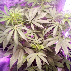 May include: A close-up of a cannabis plant with large, green leaves growing under a purple grow light.