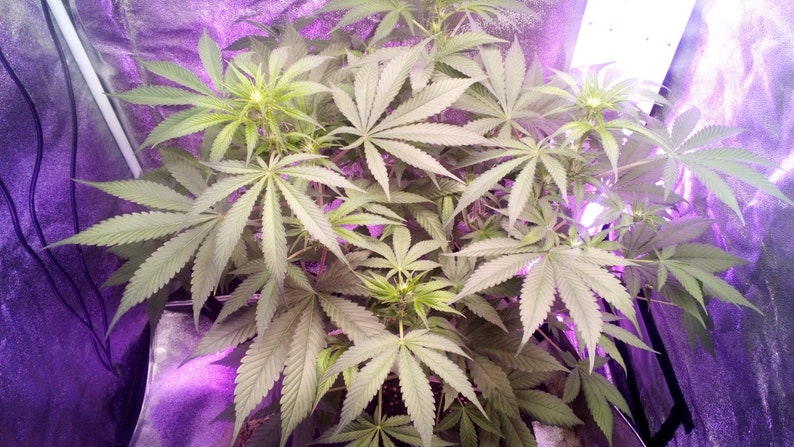 May include: A close-up of a cannabis plant with large, green leaves growing under a purple grow light.
