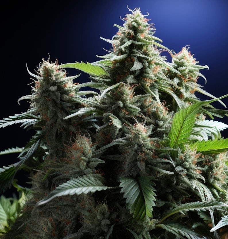 May include: Close-up of a cannabis plant with multiple buds, showing the green leaves and white trichomes.