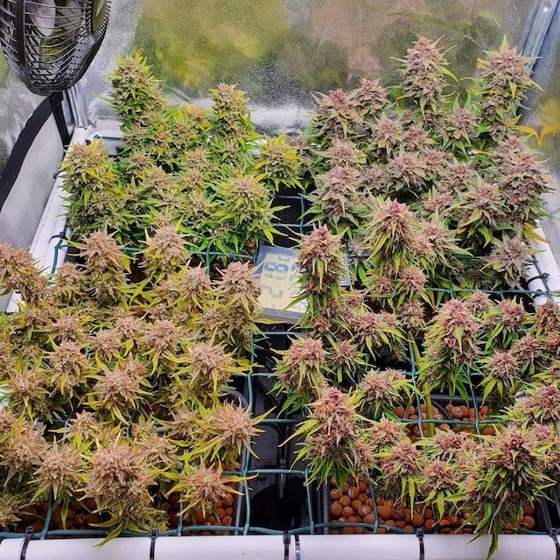 May include: A close-up view of a hydroponic grow system with multiple cannabis plants in various stages of growth. The plants are in a grid system with a white plastic frame and brown clay pebbles. The plants have green leaves and purple buds.