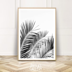 May include: Black and white photograph of palm tree leaves against a white background.