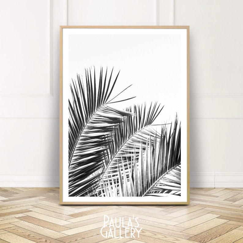 May include: Black and white photograph of palm tree leaves against a white background.