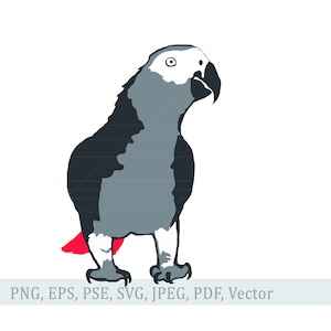 African Grey, Parrot, parrot svg, bird svg, Pet svg, African grey svg, pet bird, Cricut svg, African grey, Exotic pet, svg, png, Ai,cut file