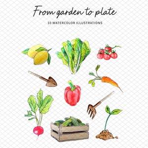 Pode incluir: Ilustrações em aquarela de vegetais e ferramentas de jardim, incluindo limões, alface, tomates, uma colher de pedreiro, um pimentão vermelho, uma cenoura, um rabanete, pepinos em uma caixa de madeira, um ancinho e uma muda. O texto diz "From garden to plate" e "10 watercolor illustrations."