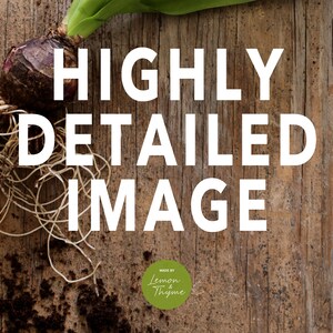 May include: A detailed image of a hyacinth bulb with roots, soil, and green leaves, set against a rustic wooden background. The text "HIGHLY DETAILED IMAGE" is prominently displayed. The image also includes the text "MADE BY Lemon Thyme".