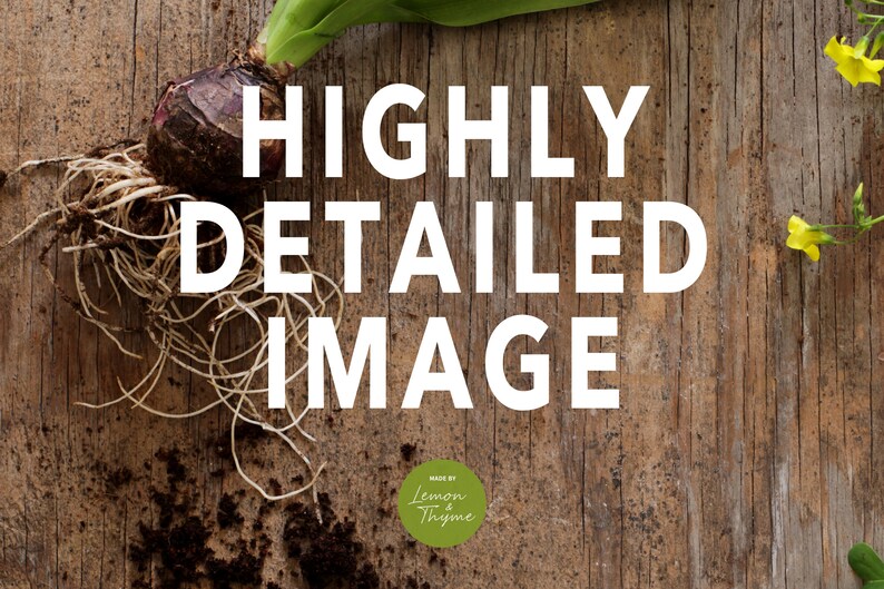 May include: A detailed image of a hyacinth bulb with roots, soil, and green leaves, set against a rustic wooden background. The text "HIGHLY DETAILED IMAGE" is prominently displayed. The image also includes the text "MADE BY Lemon Thyme".