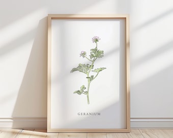 Illustration av geraniumblomma – Botaniskt konsttryck