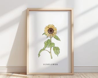 Solrosblommaillustration – Botaniskt konsttryck