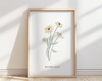 Illustration av Rudbeckiablomma – Botaniskt konsttryck