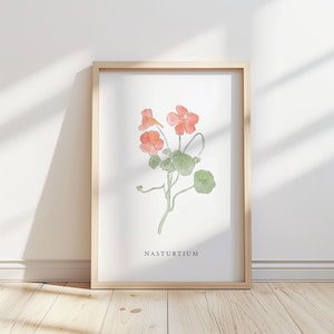 Illustration de fleur de capucine - impression / affiche - art botanique, décoration d'automne, impression de fleurs, art mural sans cadre.