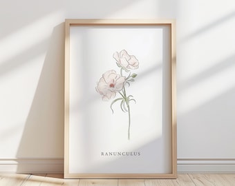 Ranunkelblommaillustration – Botaniskt konsttryck
