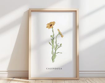 Illustration av ringblomma – Botaniskt konsttryck