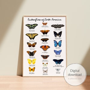 Schmetterlinge von Nordamerika reale Fotos Lernposter, Wissenschaft Wandkunst, Homeschool druckbare, Montessori, Digital, Insekt