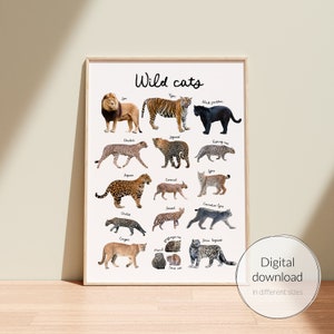 Educatieve poster wilde katten echte foto's, grafiek thuisonderwijs, Montessoriklas, echte foto's kinderdecor, schoolkunst, natuurkunst aan de muur
