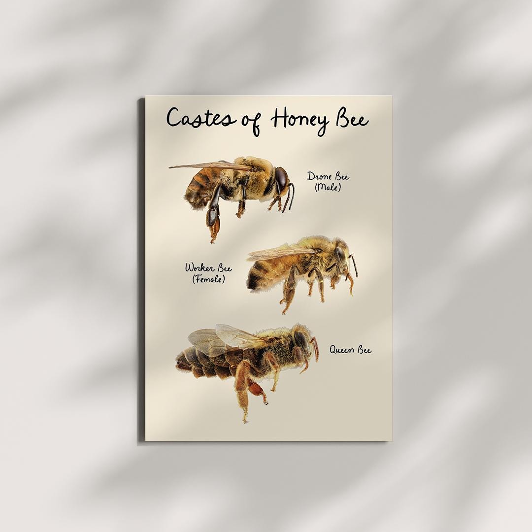 Castes of Honey Bee Real Photo Poster – Educational Wall Art ...