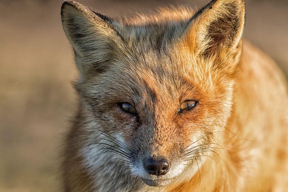 Fuchs Rotfuchs Foto Baby Fox Fox Bild Drucken Niedlich Etsy