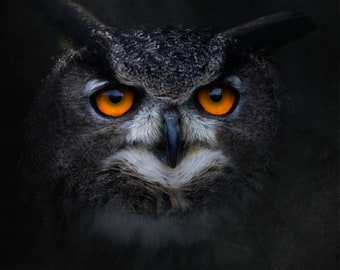 Zen Nature Wildlife Eurasian Owl Perching On Tree 14.25 Decor Store for The Soul!!! Zen Nature Wildlife Eurasian Owl Perching On Tree 14.25 Decor Store for The Soul!!!