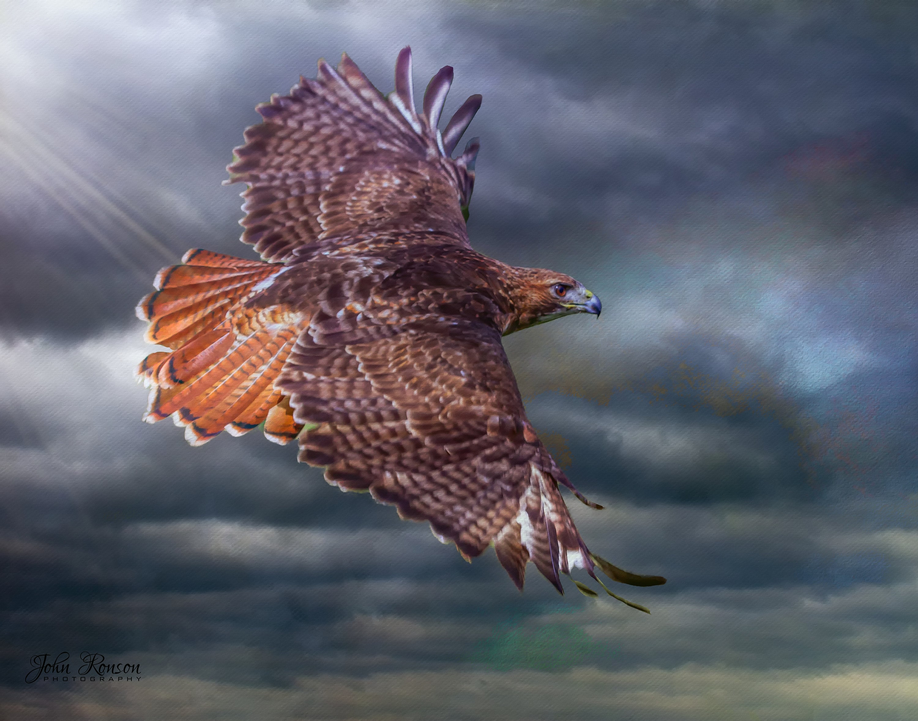 Red-tailed Hawk in Flight - Etsy