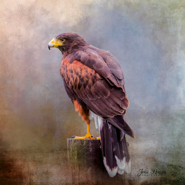 Harris's Hawk