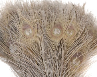 Peacock Feathers, 5 to 100 Pieces, IRIS Grey Bleached Dyed Tails, Peacock  Feathers ZUCKER® USA Store