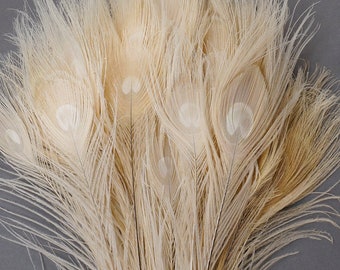 Peacock Feathers, 5 to 100 Pieces, EGGSHELL Beigh Bleached Dyed Tails, Peacock  Feathers ZUCKER®