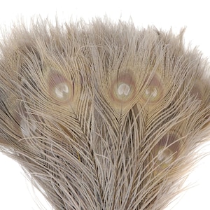 Peacock Feathers, 5 to 100 Pieces, IRIS Grey Bleached Dyed Tails, Peacock  Feathers ZUCKER®