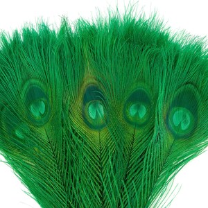Peacock Feathers, 5 to 100 Pieces, KELLY Green Bleached Dyed Tails, Peacock  Feathers ZUCKER®