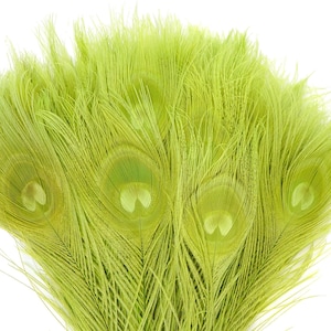 Peacock Feathers, 5 to 100 Pieces, LIME Green Bleached Dyed Tails, Peacock  Feathers ZUCKER®